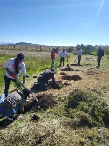 Reforestan con flora endémica el área perimetral del Museo de Sitio de Zultépec-Tecoaque imagen 2