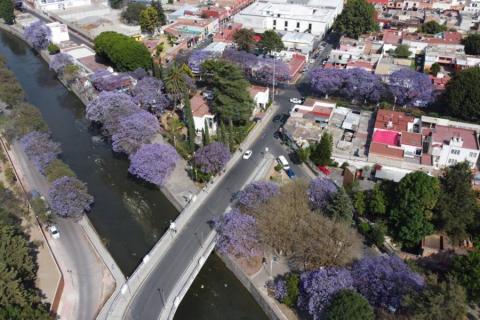 Embellecen jacarandas la capital de Tlaxcala imagen 10