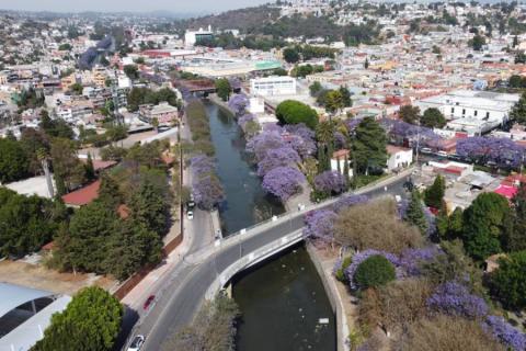 Embellecen jacarandas la capital de Tlaxcala imagen 1
