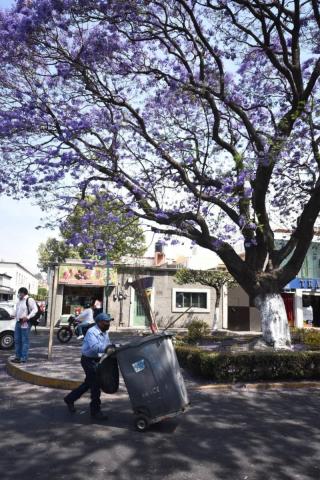 Embellecen jacarandas la capital de Tlaxcala imagen 2