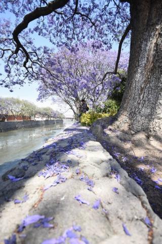 Embellecen jacarandas la capital de Tlaxcala imagen 4