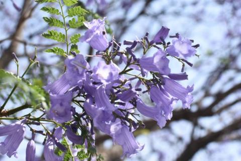 Embellecen jacarandas la capital de Tlaxcala imagen 5