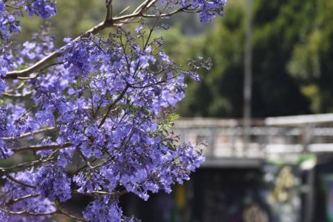 Embellecen jacarandas la capital de Tlaxcala imagen 7