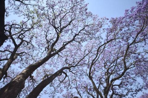 Embellecen jacarandas la capital de Tlaxcala imagen 9