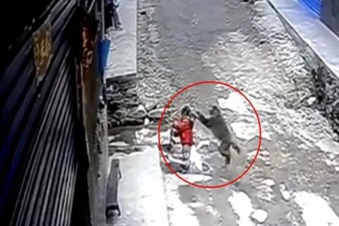 Mono intenta secuestrar y atacar a una niña en China