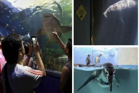 Acusan de tráfico de animales y fiesta ilegales en el Acuario de Veracruz