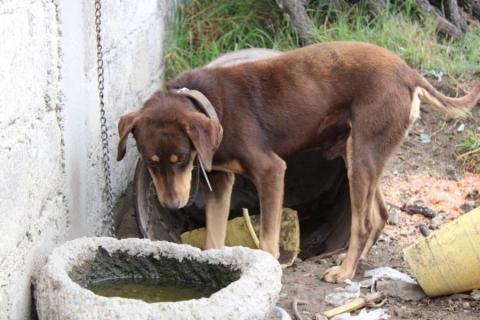 Rescata Propaet a canino en situación de maltratro y abandono imagen 2