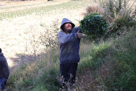 Cosecha de cilantro en Teacalco imagen 2