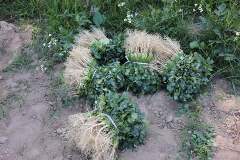 Cosecha de cilantro en Teacalco imagen 4
