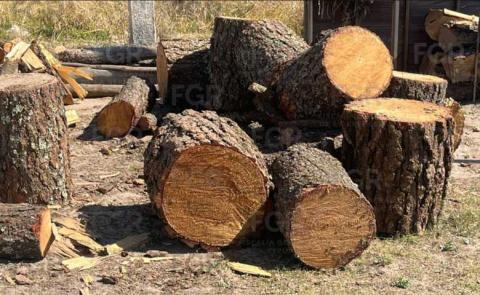 Autoridades federales decomisan madera de procedencia ilegal en San Pablo del Monte imagen 3