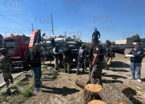 Autoridades federales decomisan madera de procedencia ilegal en San Pablo del Monte imagen 1