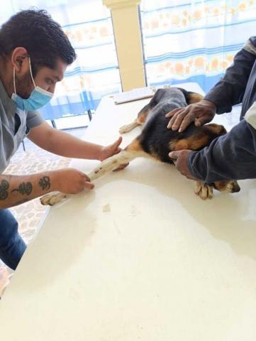 Gobierno de Huamantla fortalece el bienestar animal con jornadas de esterilización imagen 5