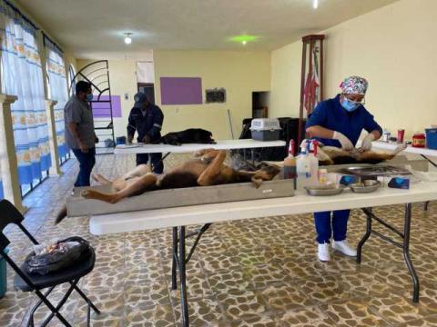 Gobierno de Huamantla fortalece el bienestar animal con jornadas de esterilización imagen 6