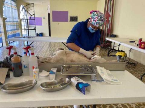 Gobierno de Huamantla fortalece el bienestar animal con jornadas de esterilización imagen 4