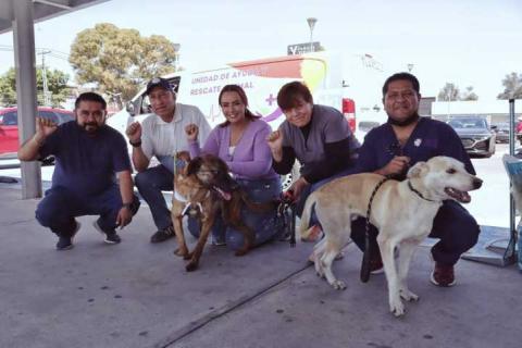 Mediante jornadas “Adogtame”, 91 perritos rescatados encuentran hogar imagen 2