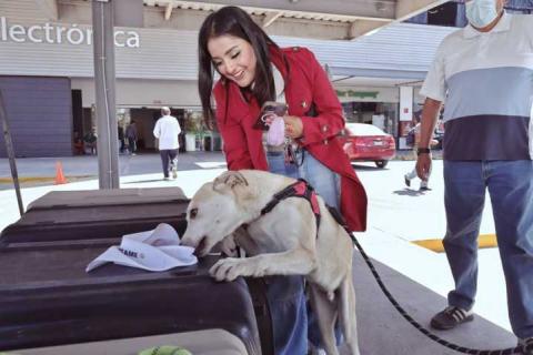 Mediante jornadas “Adogtame”, 91 perritos rescatados encuentran hogar imagen 3
