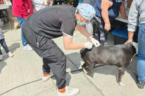 Amplían jornada de bienestar animal y llegará el 18 de Marzo a San Lucas Cuauhtelulpan imagen 4