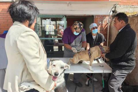 Amplían jornada de bienestar animal y llegará el 18 de Marzo a San Lucas Cuauhtelulpan imagen 2