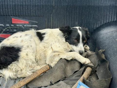 Rescate y bienestar animal en #Totolac