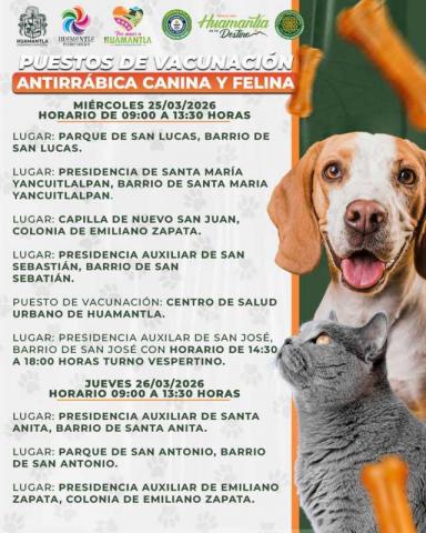 Tendrá Huamantla jornada de vacunación antirrábica canina y felina imagen 2