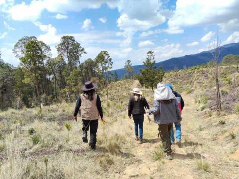 Supervisa Tlaxco acciones de reforestación en el ejido El Peñón imagen 2