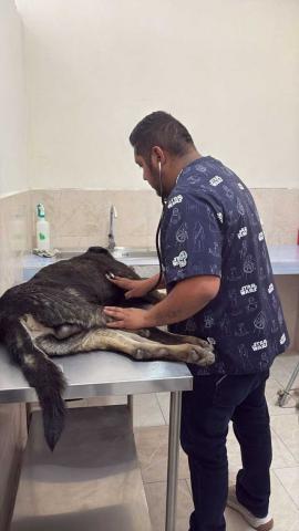 Clínica Biofilica Huamantla brinda atención a perrito atropellado en el Centro imagen 2