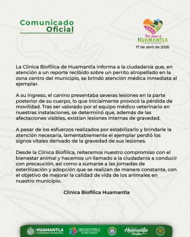 Clínica Biofilica Huamantla brinda atención a perrito atropellado en el Centro imagen 3