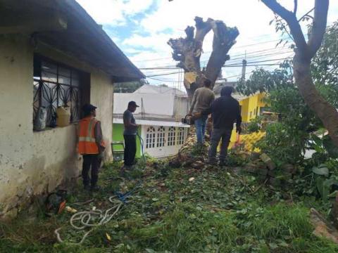 Atienden pc, ecología y servicios municipales árbol con riesgo de caída en Calle Galeana imagen 1