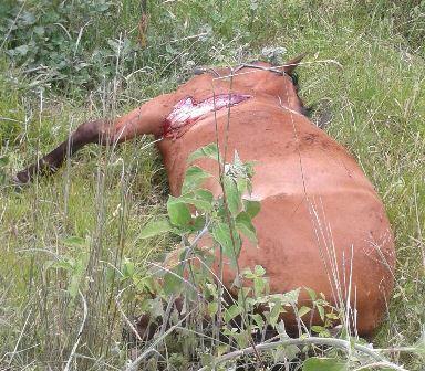 Yegua destroza vehículo y muere tras recibir fuerte impacto imagen 2