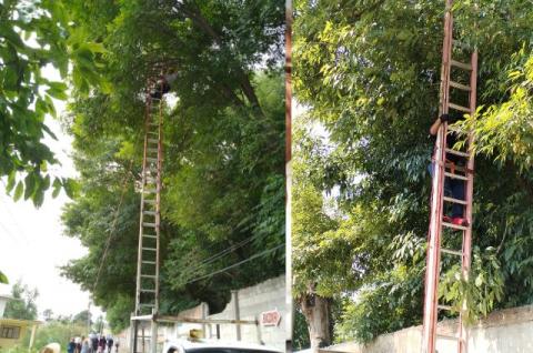 Mejoran iluminación con mantenimiento estratégico de árboles