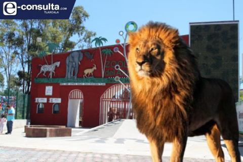 León del zoológico del Altiplano ataca a mujer de 50 años